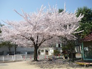 満開に咲いた桜の木!