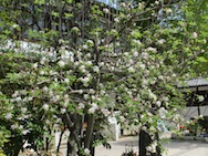 りんごの木の花が咲きました!いっぱいりんごできるかな?