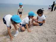 砂浜で貝殻さがし!