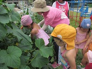 幼稚園の野菜畑!
