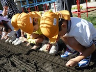 幼稚園の畑に種をまいたよ!