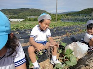おいも堀り♪
