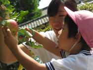 りんごの実がなりました♪