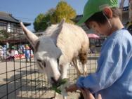 ふれあい動物園