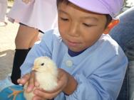 ふれあい動物園