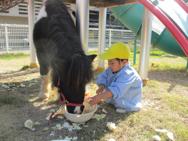 ふれあい動物園
