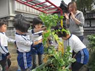 大根の収穫