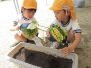 中の組さんがお花を植えてくれました♪