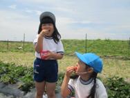 大きい組さんいちご狩り