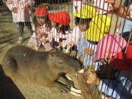 移動動物園