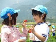 いちご狩り