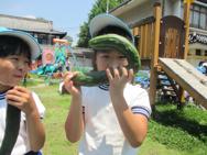 野菜の収穫