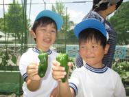 野菜の収穫