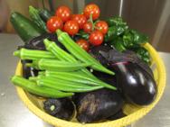 野菜の収穫