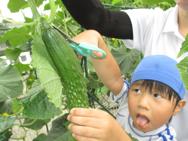野菜の収穫