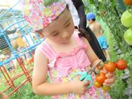 野菜の収穫