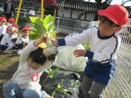 野菜の収穫