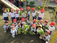 野菜の収穫