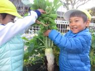 野菜の収穫