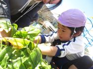 野菜の収穫