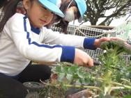 野菜の収穫