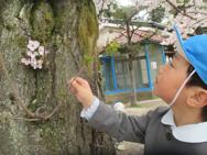 幼稚園のお花