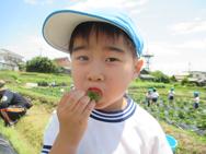 いちご狩り