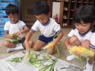 野菜収穫