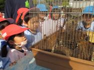 ふれあい動物園