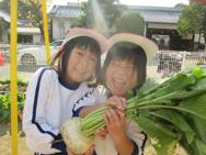 野菜の収穫