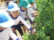 幼稚園の畑