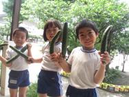 夏野菜収穫