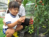夏野菜収穫