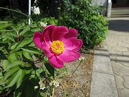 お花がいっぱい