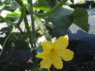 園庭の植物はすくすく成長中