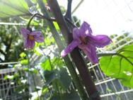 園庭の植物はすくすく成長中