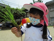 おこめの苗植えたよ!
