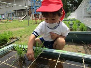 おこめの苗植えたよ!