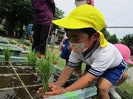 おこめの苗植えたよ!