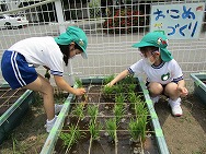 おこめの苗植えたよ!