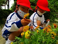 お花摘み