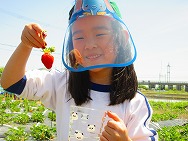 いちごがり