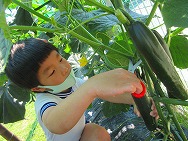 野菜の収穫