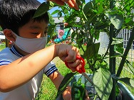 野菜の収穫