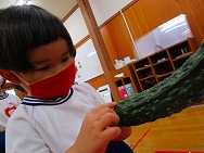 野菜の収穫
