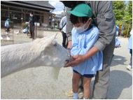 ◎ふれあい動物園