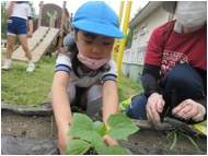 野菜の苗植え