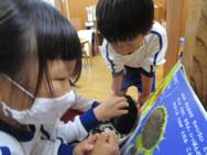 ヒマワリの種取り