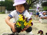花の苗植え