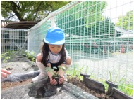 夏野菜の苗植え